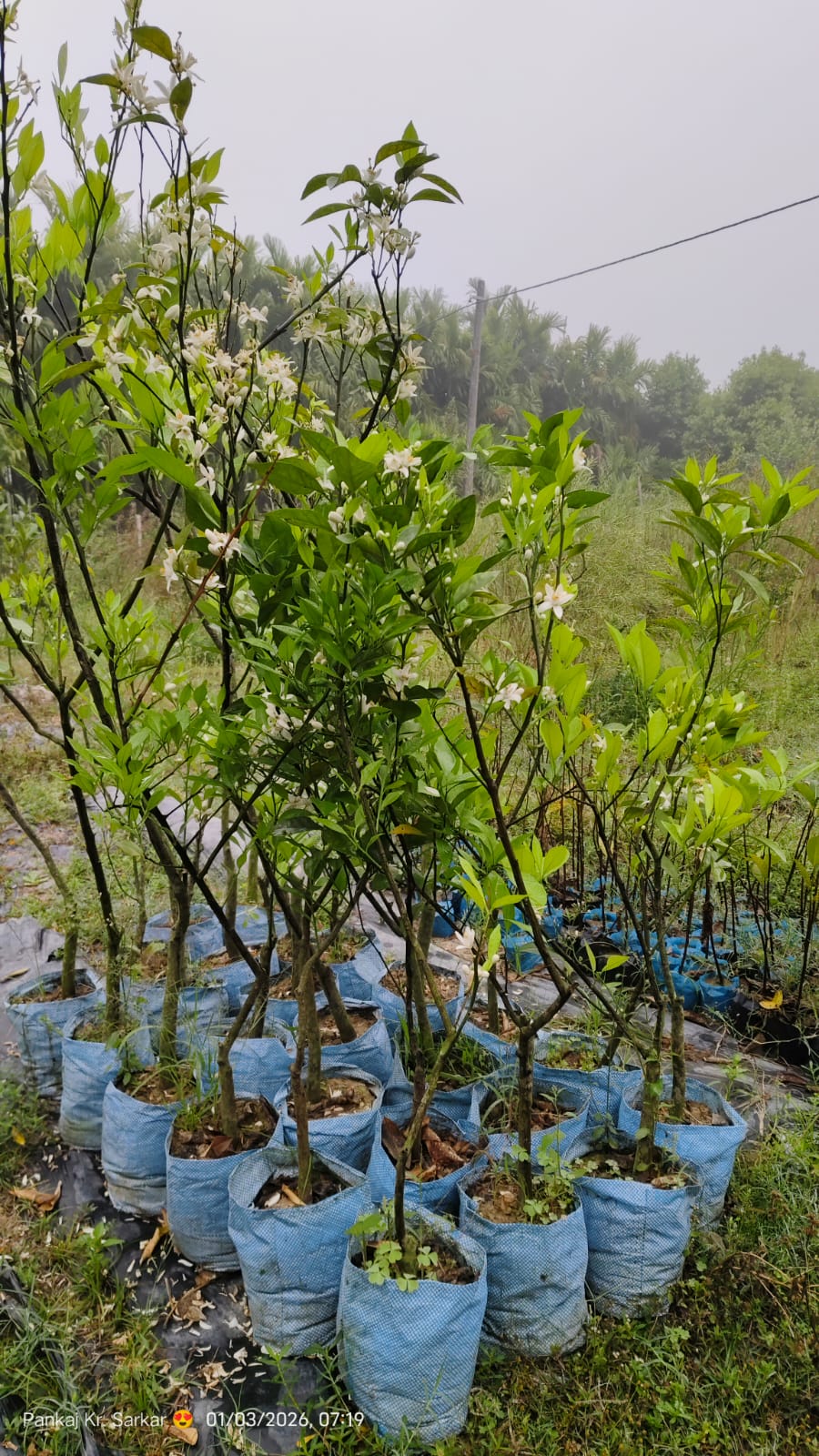 Sweet Orange Sweet Orange Malta Bari Plant