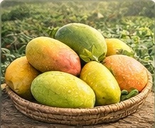 Mango Plant